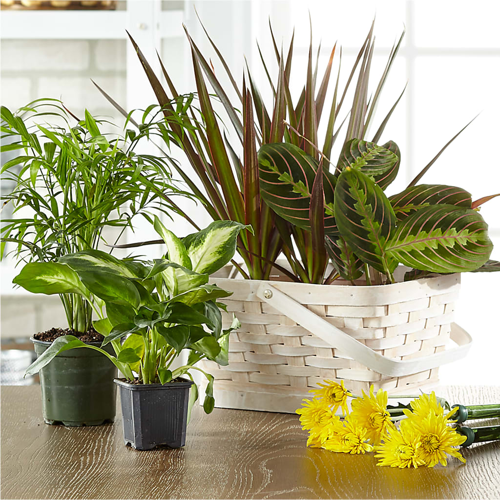 Florist Designed Blooming and Green Plants in a Basket – County Seat Florist, Mays Landing NJ