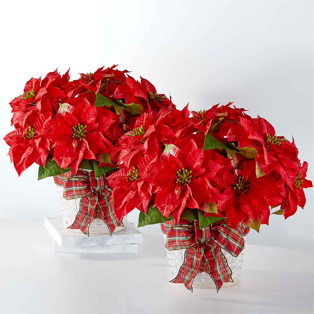 Happiest Holidays Poinsettia Bundle – County Seat Florist, Mays Landing NJ