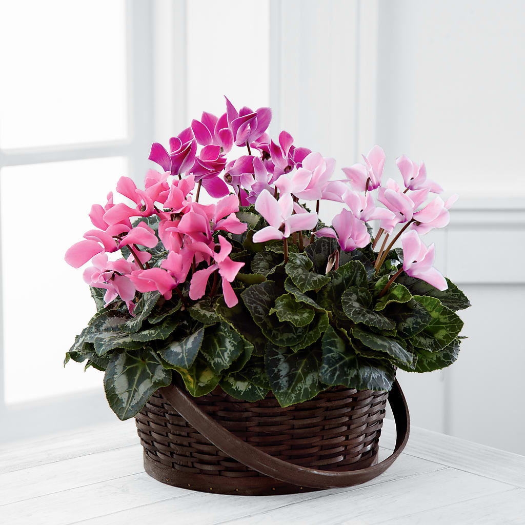 Mixed Cyclamen Planter – County Seat Florist, Mays Landing NJ