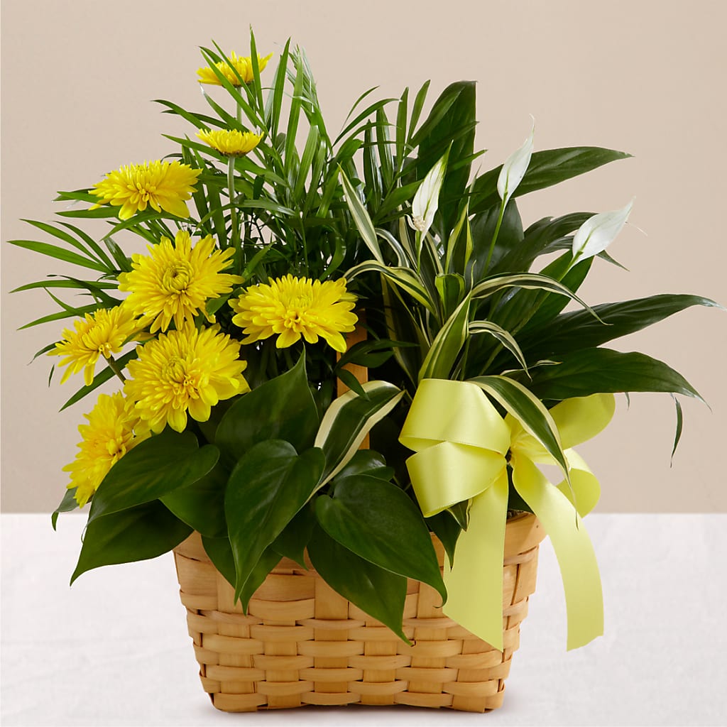 Loving Light Dishgarden – County Seat Florist, Mays Landing NJ