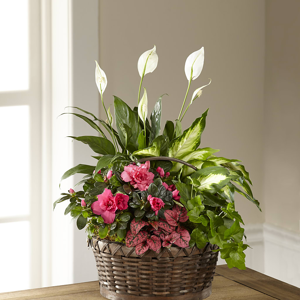 Dream in Pink Dishgarden – County Seat Florist, Mays Landing NJ