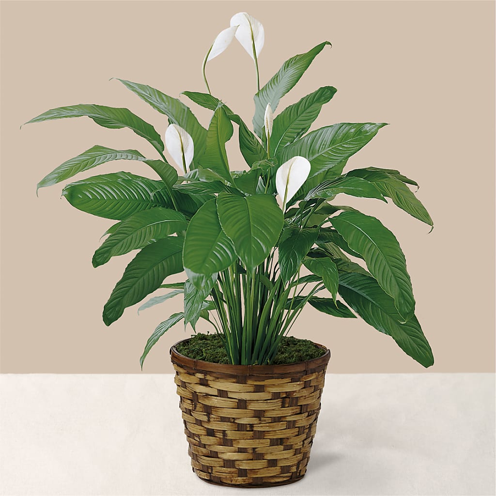 Tranquil Moments Peace Lily Plant – County Seat Florist, Mays Landing NJ