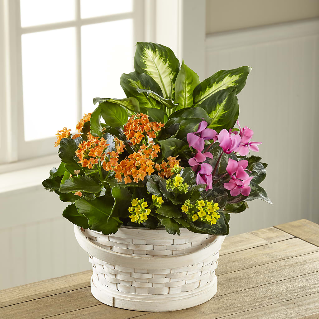 Color Crush Dishgarden – County Seat Florist, Mays Landing NJ