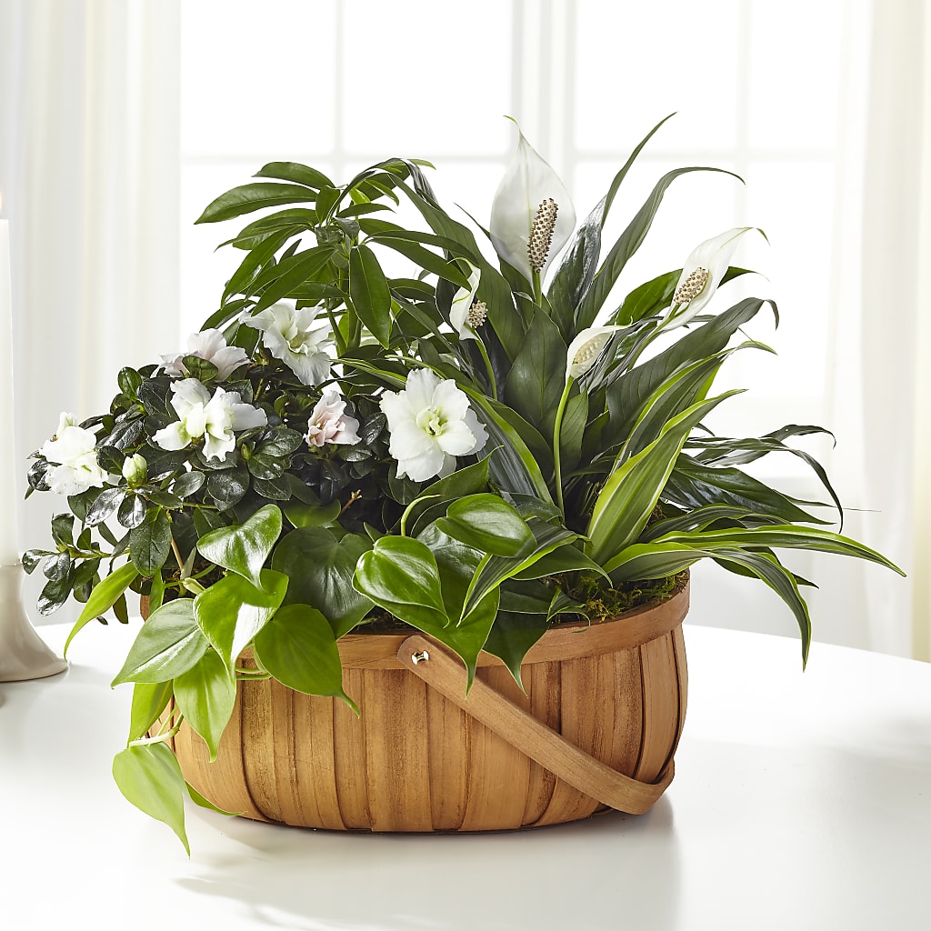 Serene Dishgarden – County Seat Florist, Mays Landing NJ
