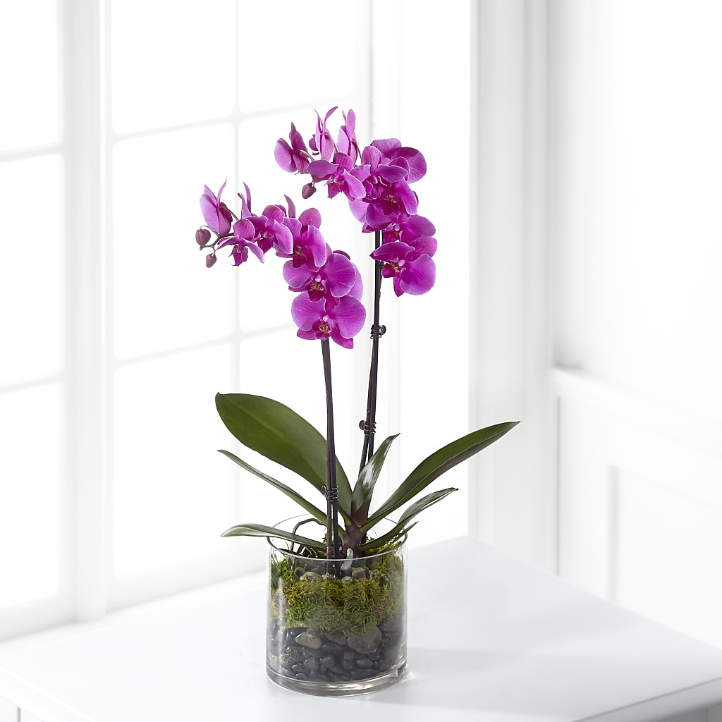 Pink Orchid Plant – County Seat Florist, Mays Landing NJ