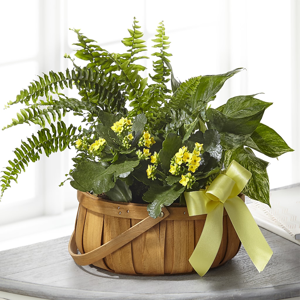 Always Dear Dishgarden – County Seat Florist, Mays Landing NJ