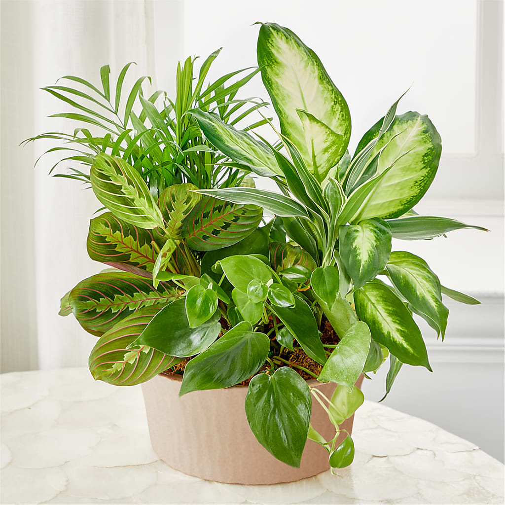 Balance & Harmony Dishgarden – County Seat Florist, Mays Landing NJ