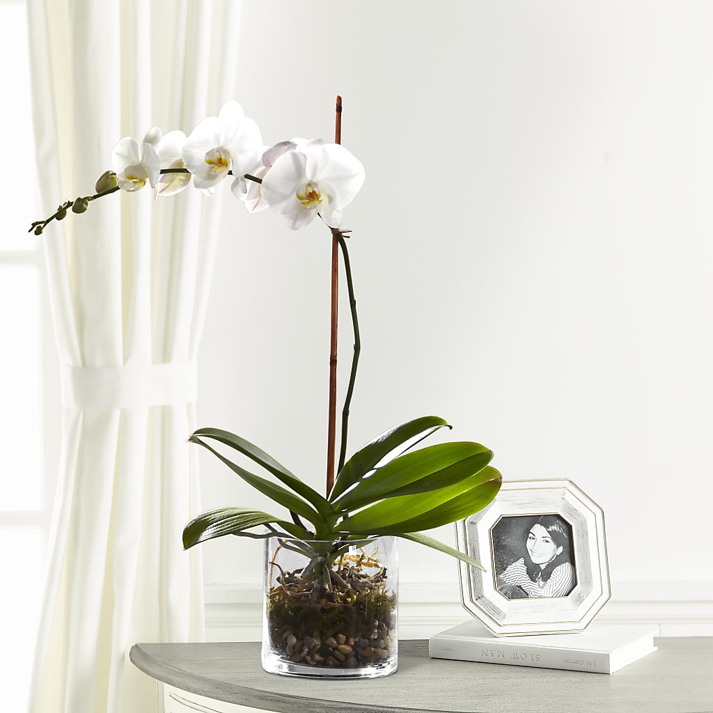 White Orchid Planter – County Seat Florist, Mays Landing NJ