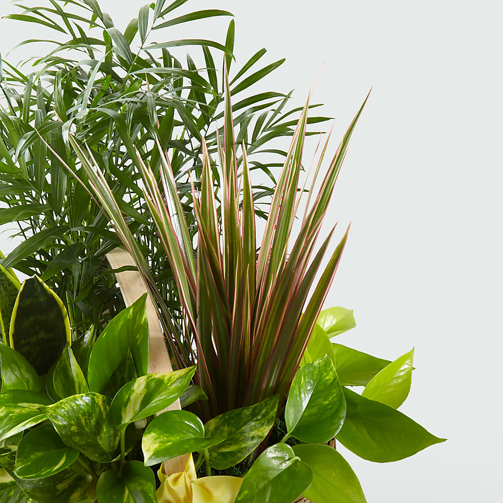 French Garden –  County Seat Florist, Mays Landing NJ