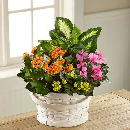 Color Crush Dishgarden –  County Seat Florist, Mays Landing NJ