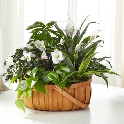 Serene Dishgarden –  County Seat Florist, Mays Landing NJ