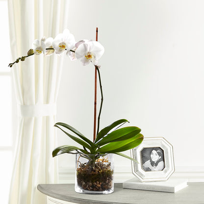 White Orchid Planter –  County Seat Florist, Mays Landing NJ